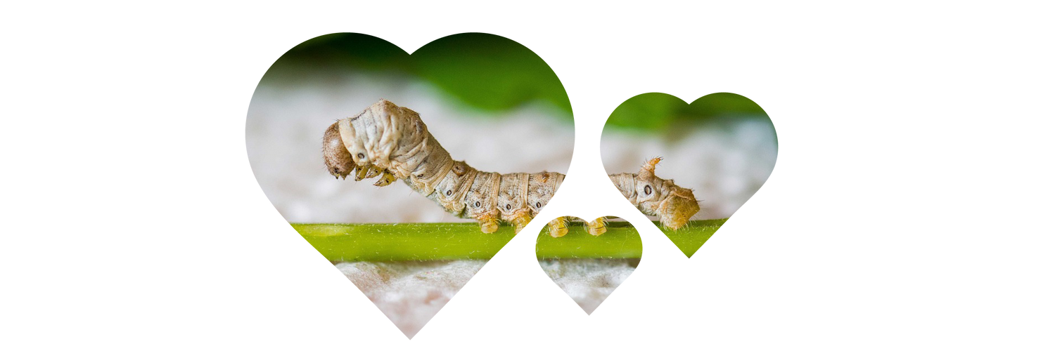 Hydrolysed Silk Protein for Hair: The Secret to Softer, Shinier, Stronger Strands